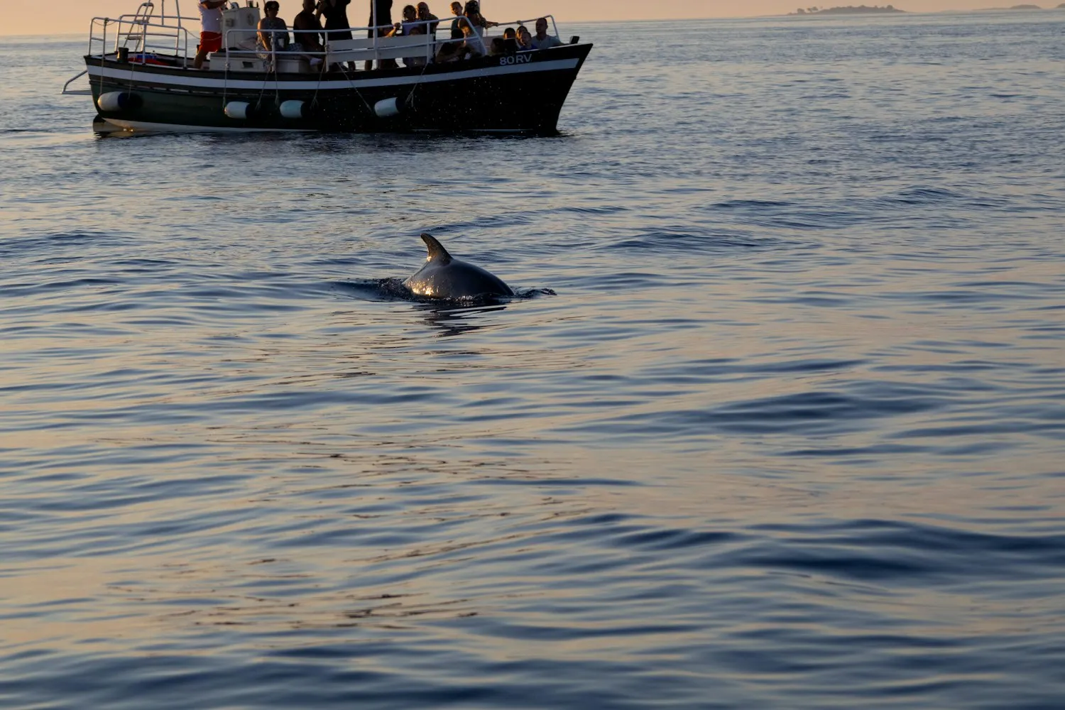 Barco & Delfines